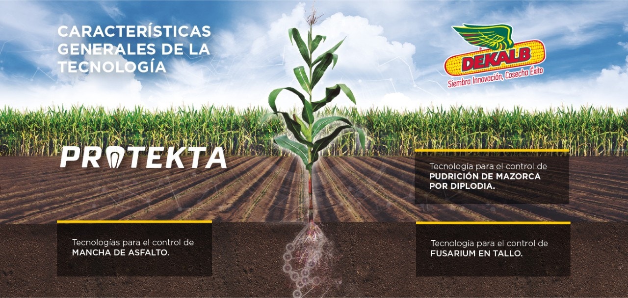 protekta planta