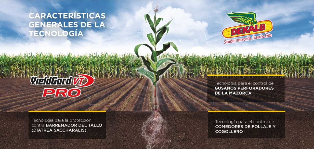 tecnologia yieldgard vt pro dekalb