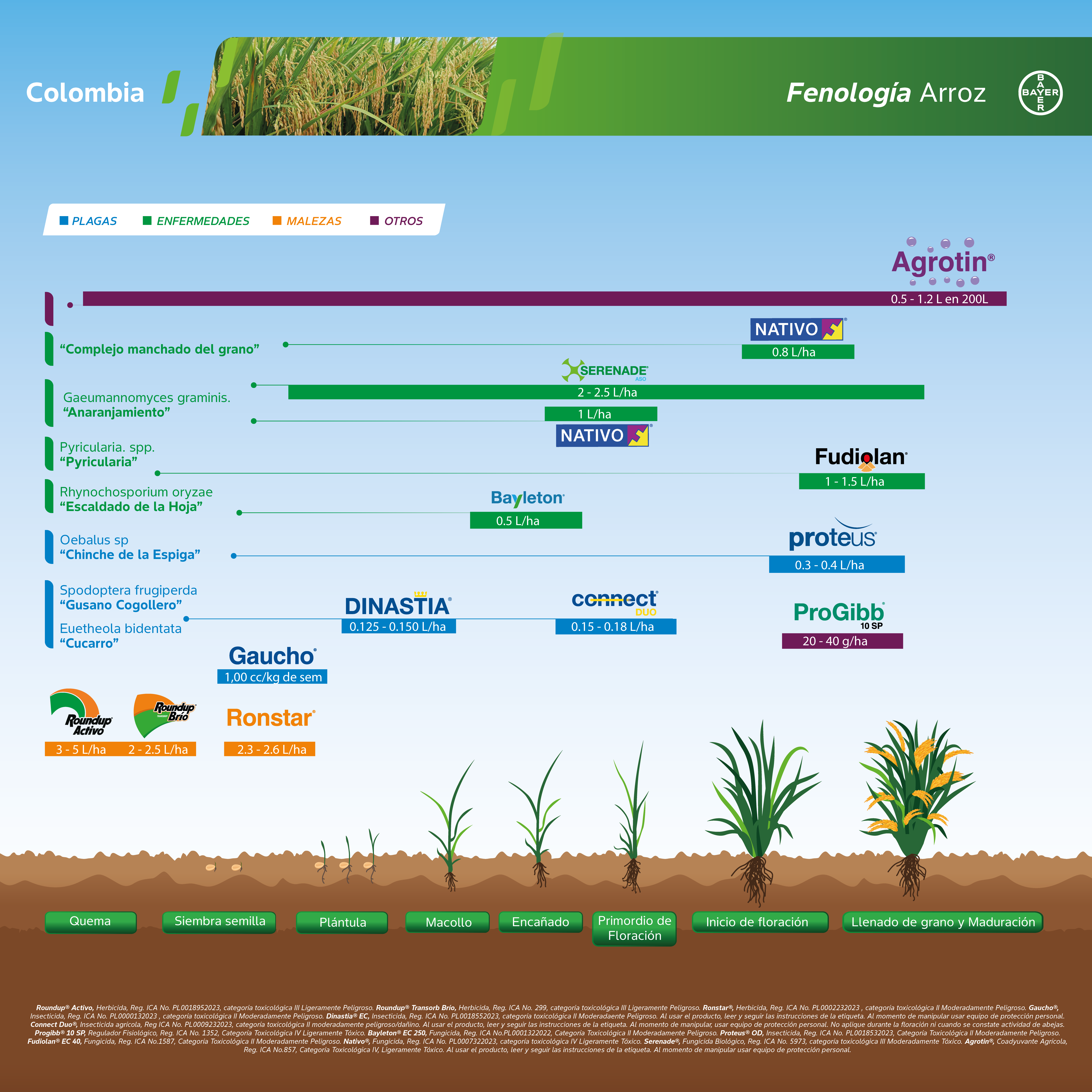 Fenología Arroz