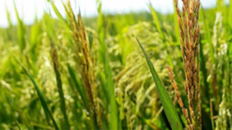Burkholderia glumae: La bacteria que afecta el arroz y cómo controlarla 