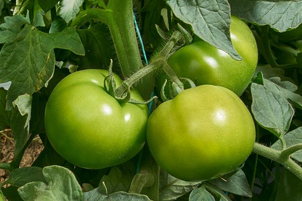 Portfolio para Tomate