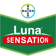 Luna Sensation