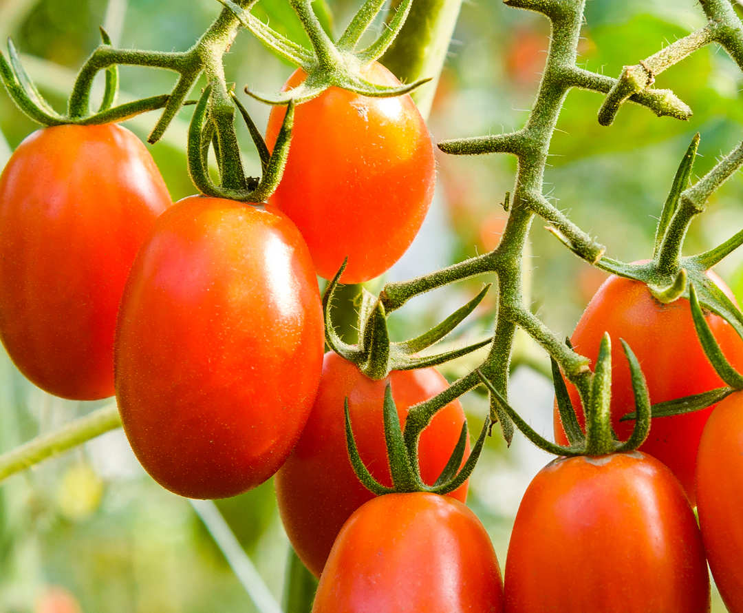 bayer protected chile plants
